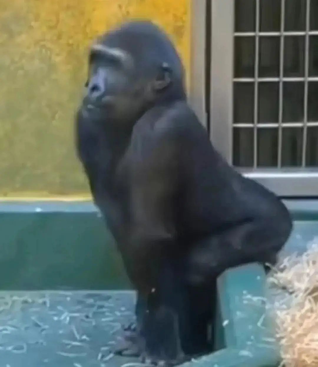 熊猫头表情包_戏精表情包_天龙八部表情包下载